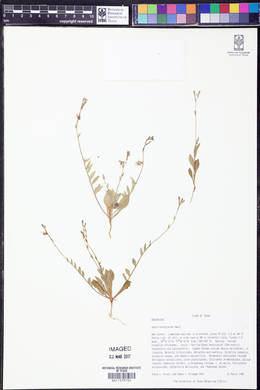 Oenothera patriciae image