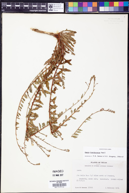 Oenothera patriciae image