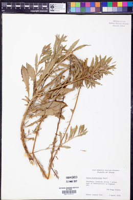 Oenothera patriciae image