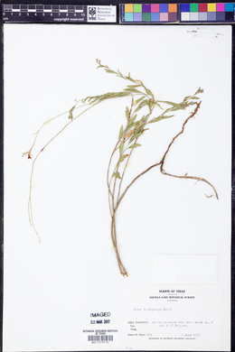 Oenothera patriciae image