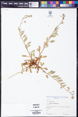 Oenothera patriciae image