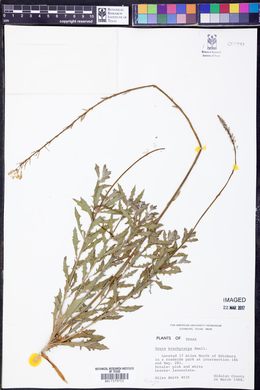 Oenothera patriciae image
