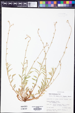 Oenothera patriciae image