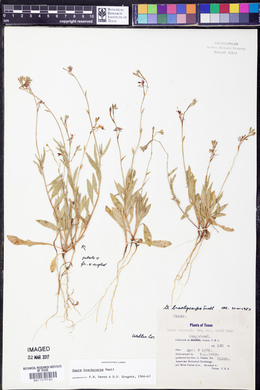 Oenothera patriciae image