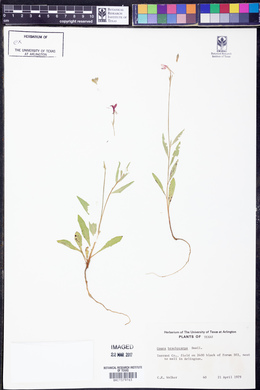 Oenothera patriciae image