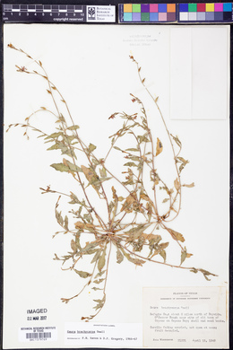 Oenothera patriciae image