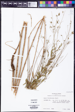 Oenothera patriciae image