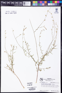Oenothera patriciae image