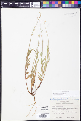 Oenothera patriciae image