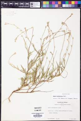 Oenothera patriciae image