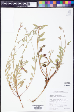 Oenothera patriciae image