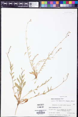 Oenothera patriciae image