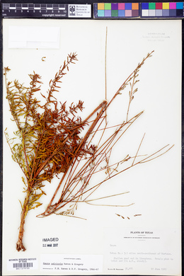 Oenothera calcicola image