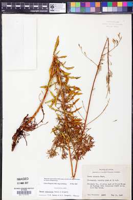 Oenothera calcicola image