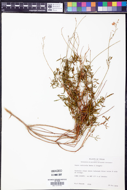 Oenothera calcicola image