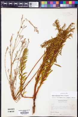 Oenothera calcicola image