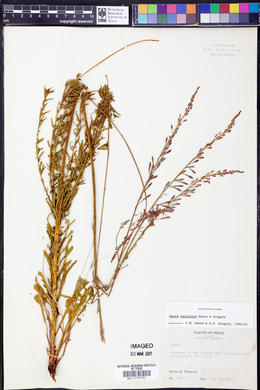 Oenothera calcicola image