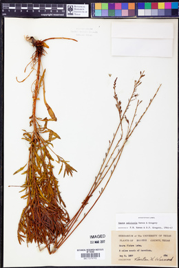 Oenothera calcicola image