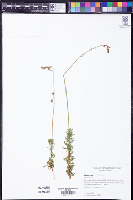 Oenothera calcicola image