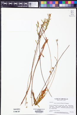 Oenothera calcicola image