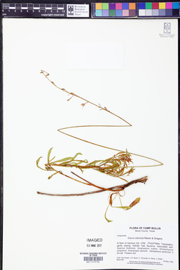 Oenothera calcicola image