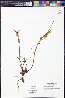 Oenothera calcicola image