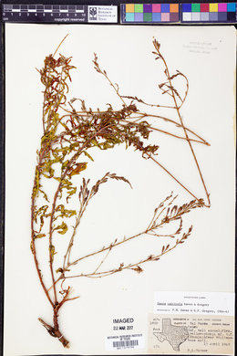 Oenothera calcicola image