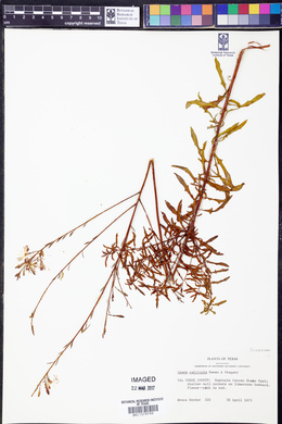 Oenothera calcicola image