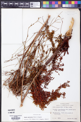 Oenothera calcicola image