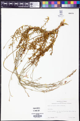 Oenothera calcicola image