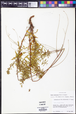 Oenothera calcicola image