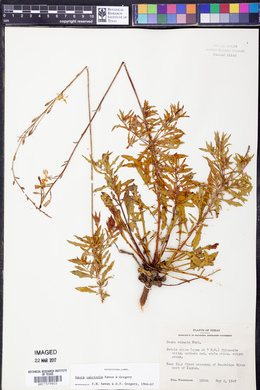 Oenothera calcicola image
