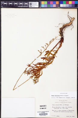 Oenothera calcicola image