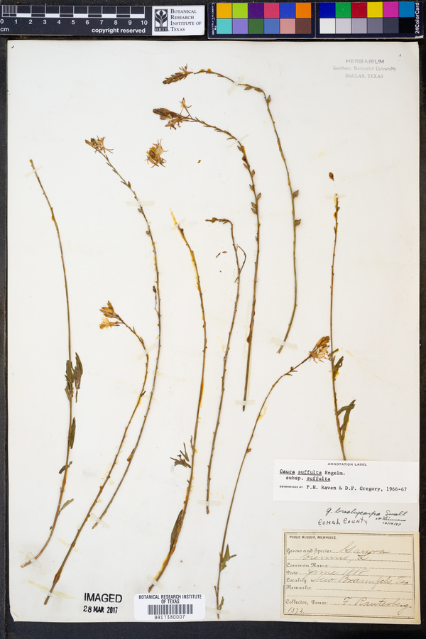 Gaura suffulta image