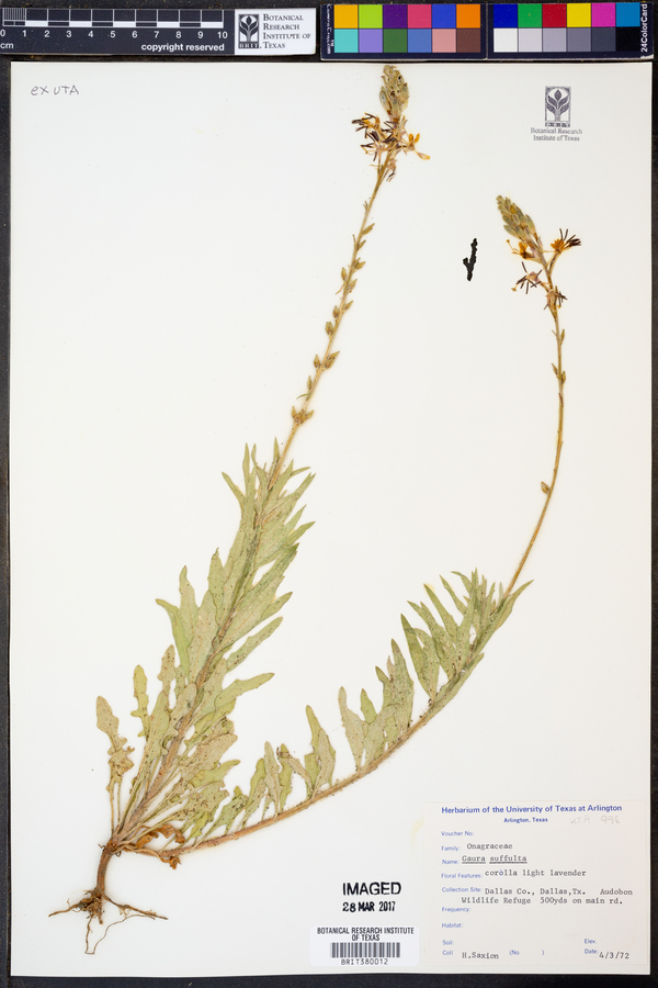 Gaura suffulta image