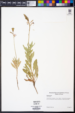 Oenothera suffulta image