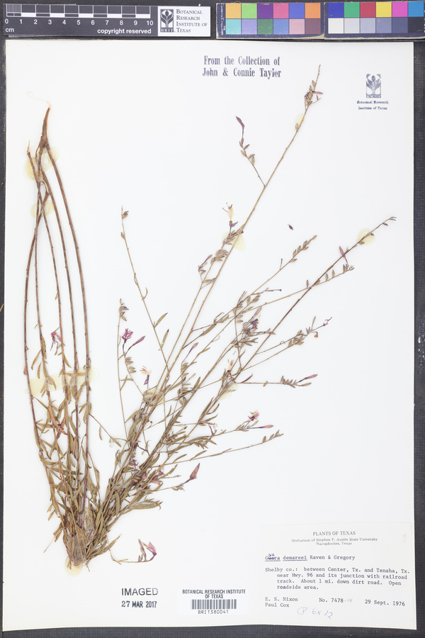 Oenothera demareei image