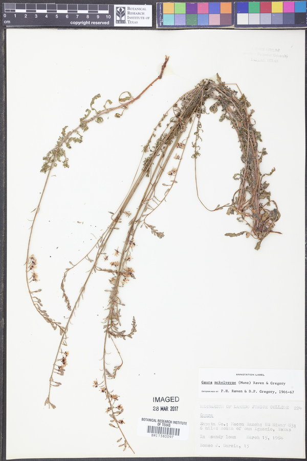 Gaura mckelveyae image