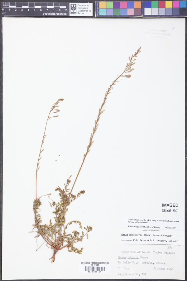 Gaura mckelveyae image