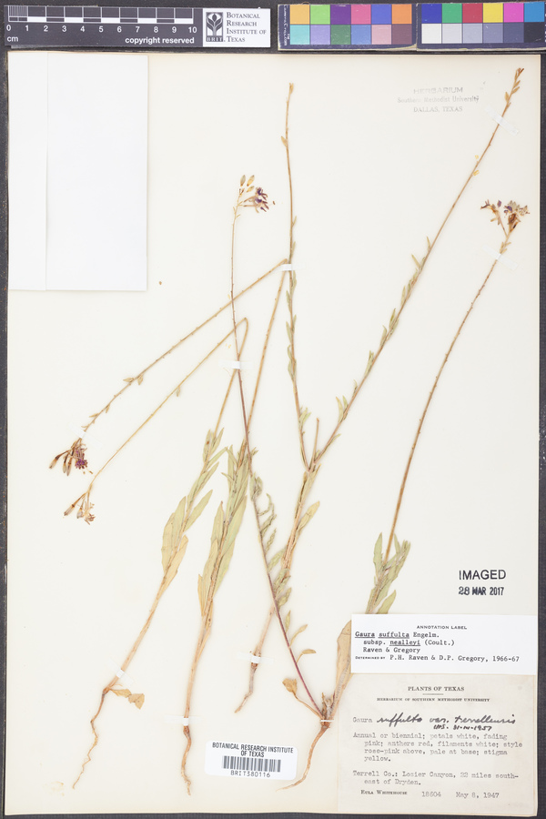 Oenothera suffulta image