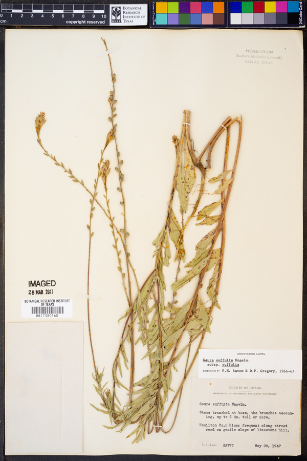 Oenothera suffulta subsp. suffulta image