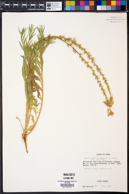 Oenothera suffulta image
