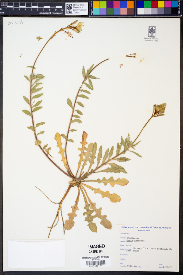 Gaura suffulta image