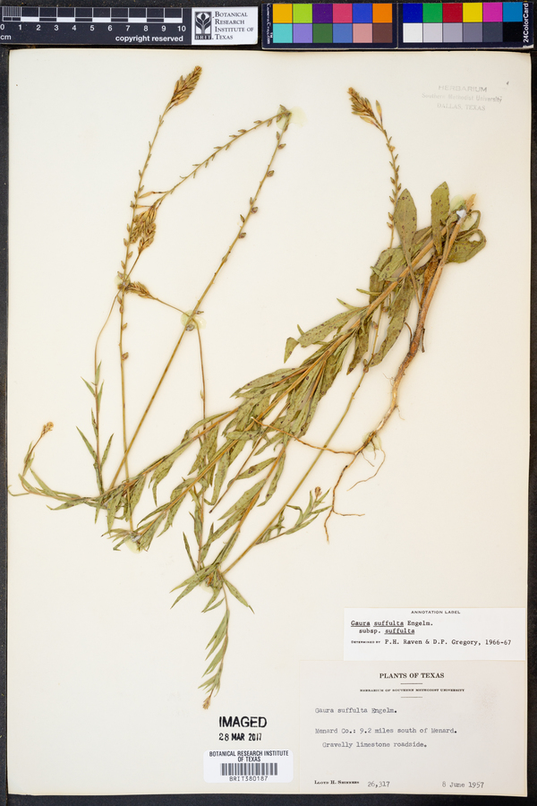 Gaura suffulta ssp. suffulta image