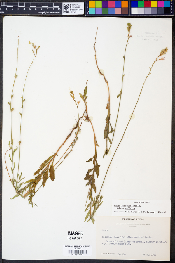 Gaura suffulta image