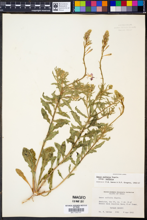 Gaura suffulta ssp. suffulta image