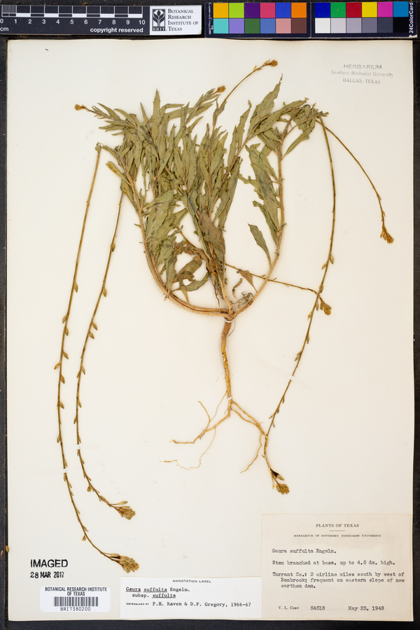 Gaura suffulta image