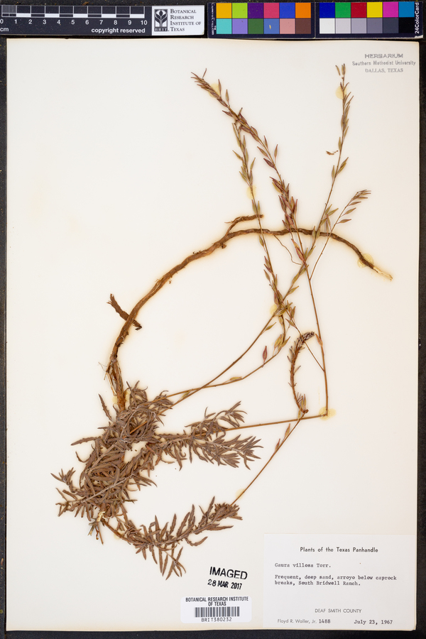 Gaura villosa image