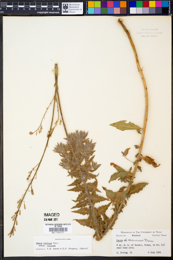 Gaura villosa image
