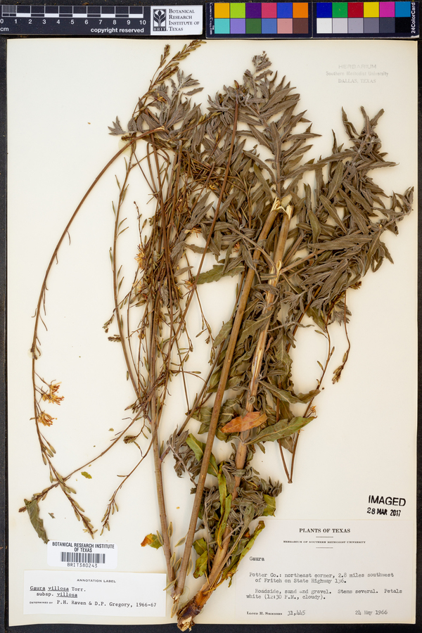 Gaura villosa ssp. villosa image